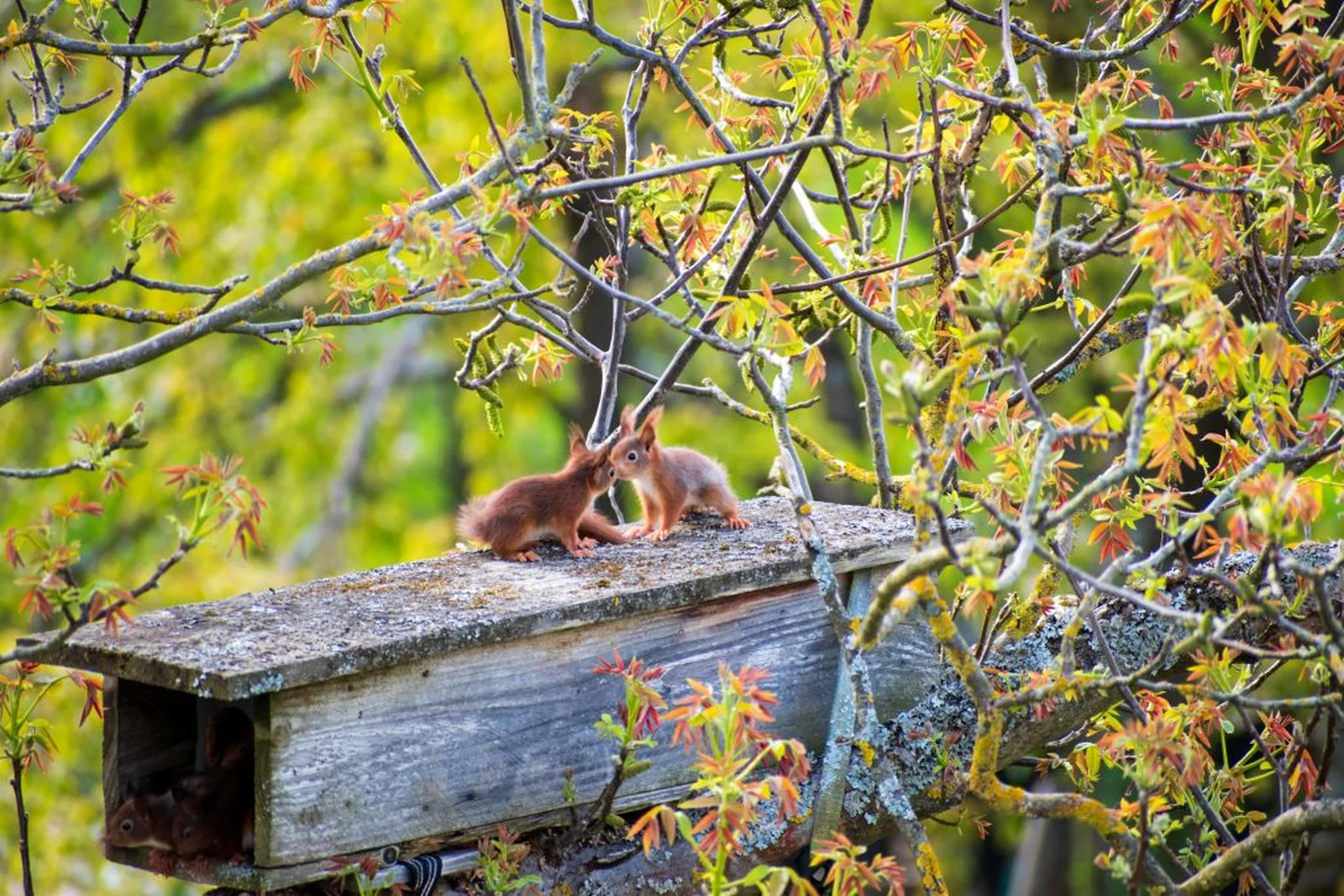 Autumn colours across the Llŷn Peninsula countryside
