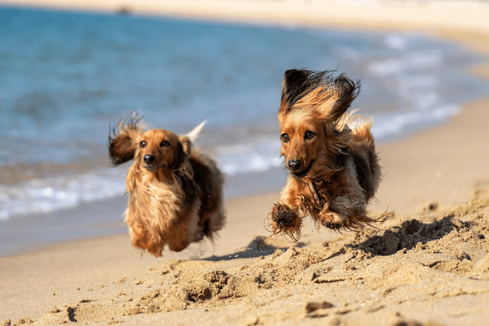 Dog running along a dog-friendly beach on the Llŷn Peninsula